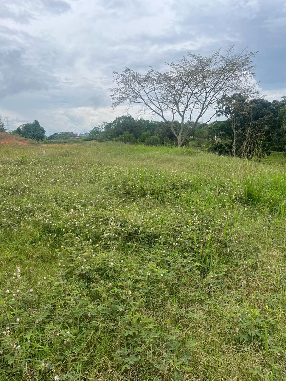 Venta de Lote en Tuluá, Valle del Cauca corregimiento la Iberia - Imagen 11