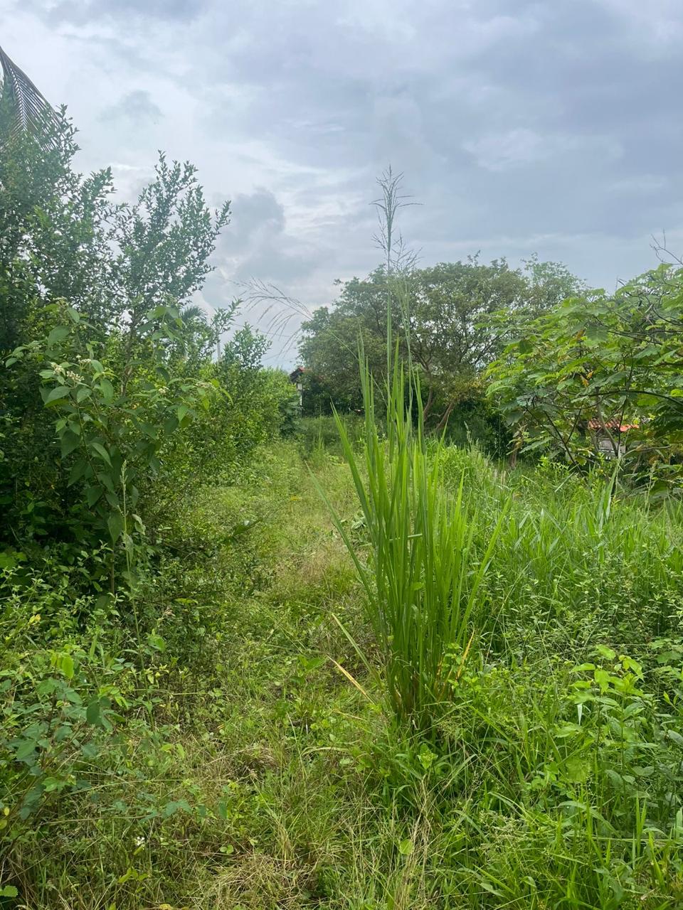 Venta de Lote en Tuluá, Valle del Cauca corregimiento la Iberia - Imagen 14