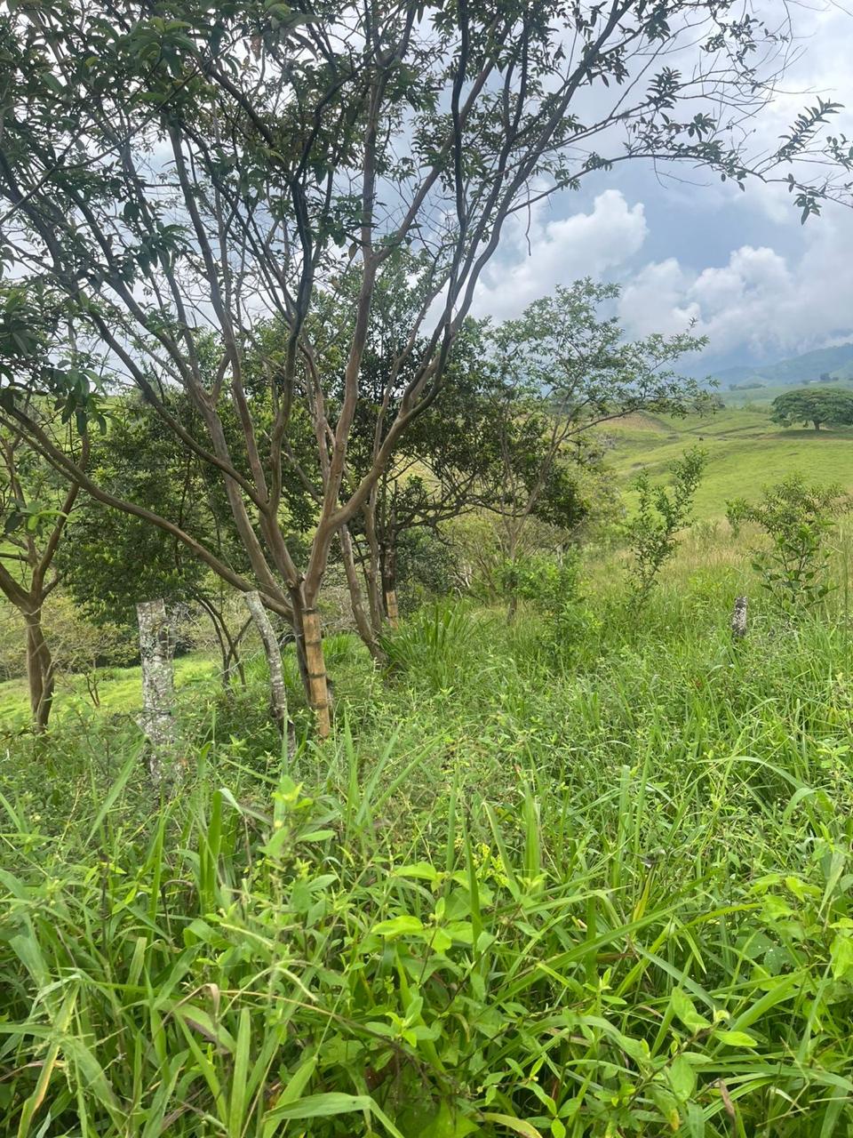 Venta de Lote en Tuluá, Valle del Cauca corregimiento la Iberia - Imagen 32