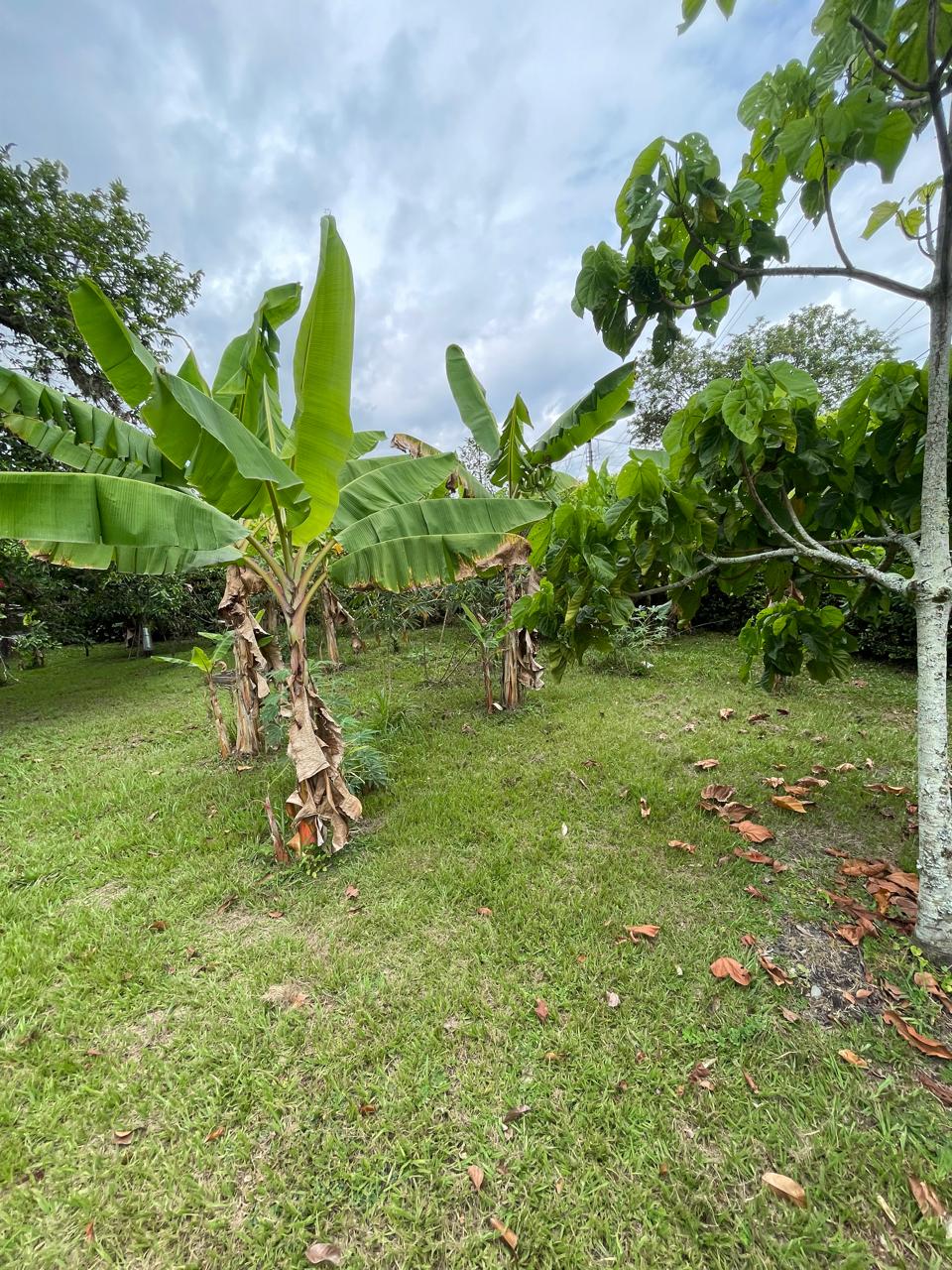Venta de casa campestre en Andalucía, valle de Cauca, vereda campoalegre - Imagen 40