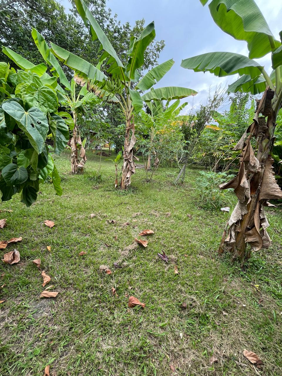 Venta de casa campestre en Andalucía, valle de Cauca, vereda campoalegre - Imagen 41