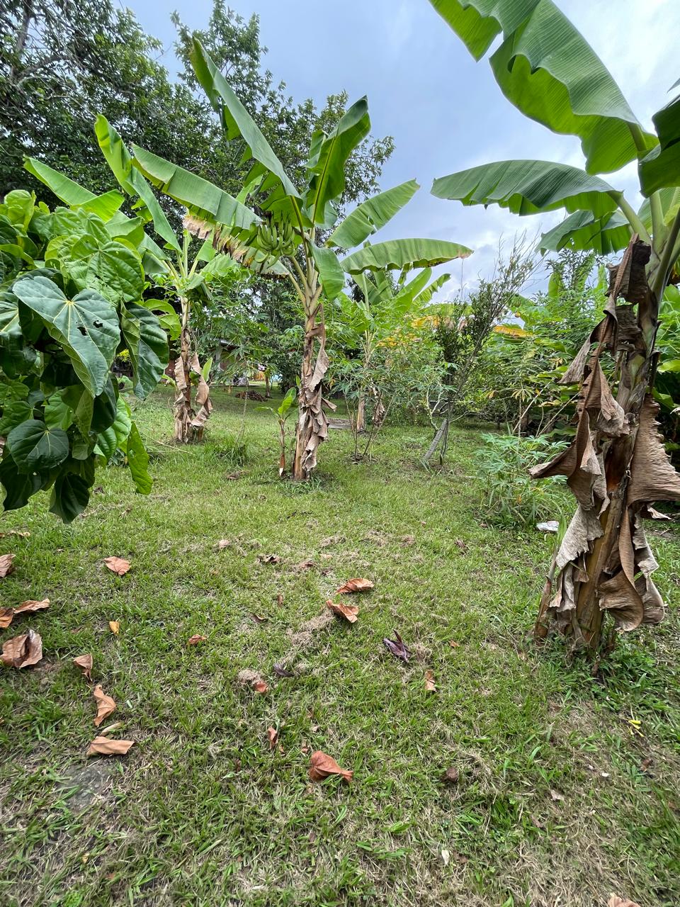 Venta de casa campestre en Andalucía, valle de Cauca, vereda campoalegre - Imagen 42
