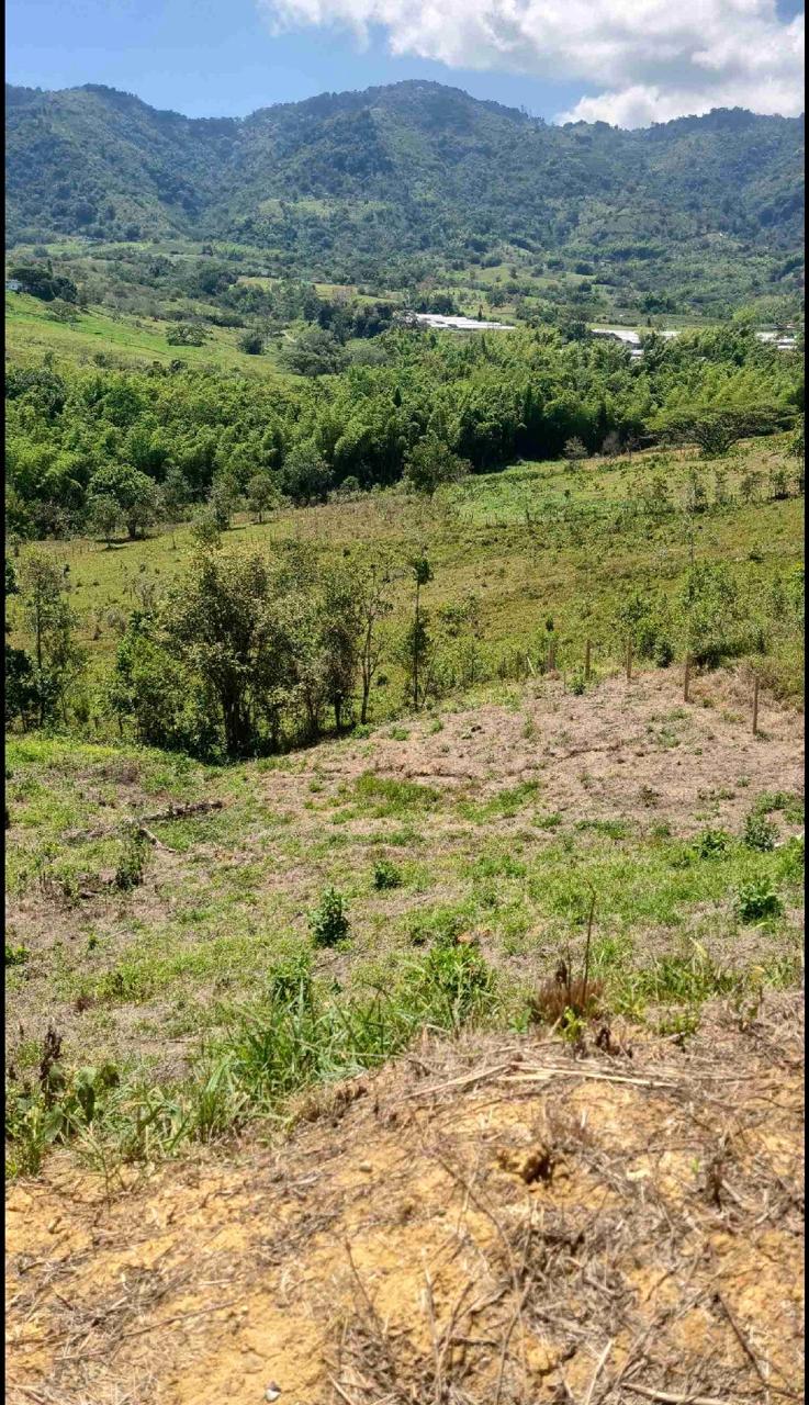 Venta de Lote campestre en Tulua Valle Corregimiento de La Iberia a 12 minutos de Tulua - Imagen 6